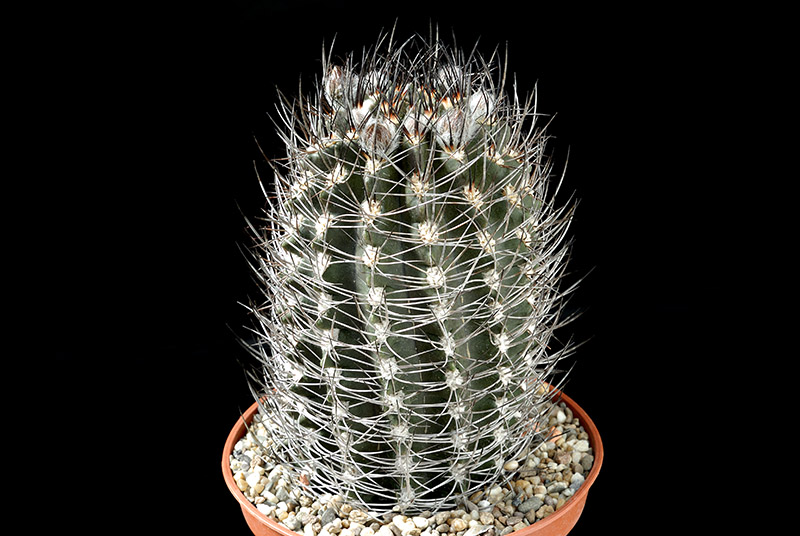 Neoporteria sp. paposo D 9 H. 12  € 30.00.jpg